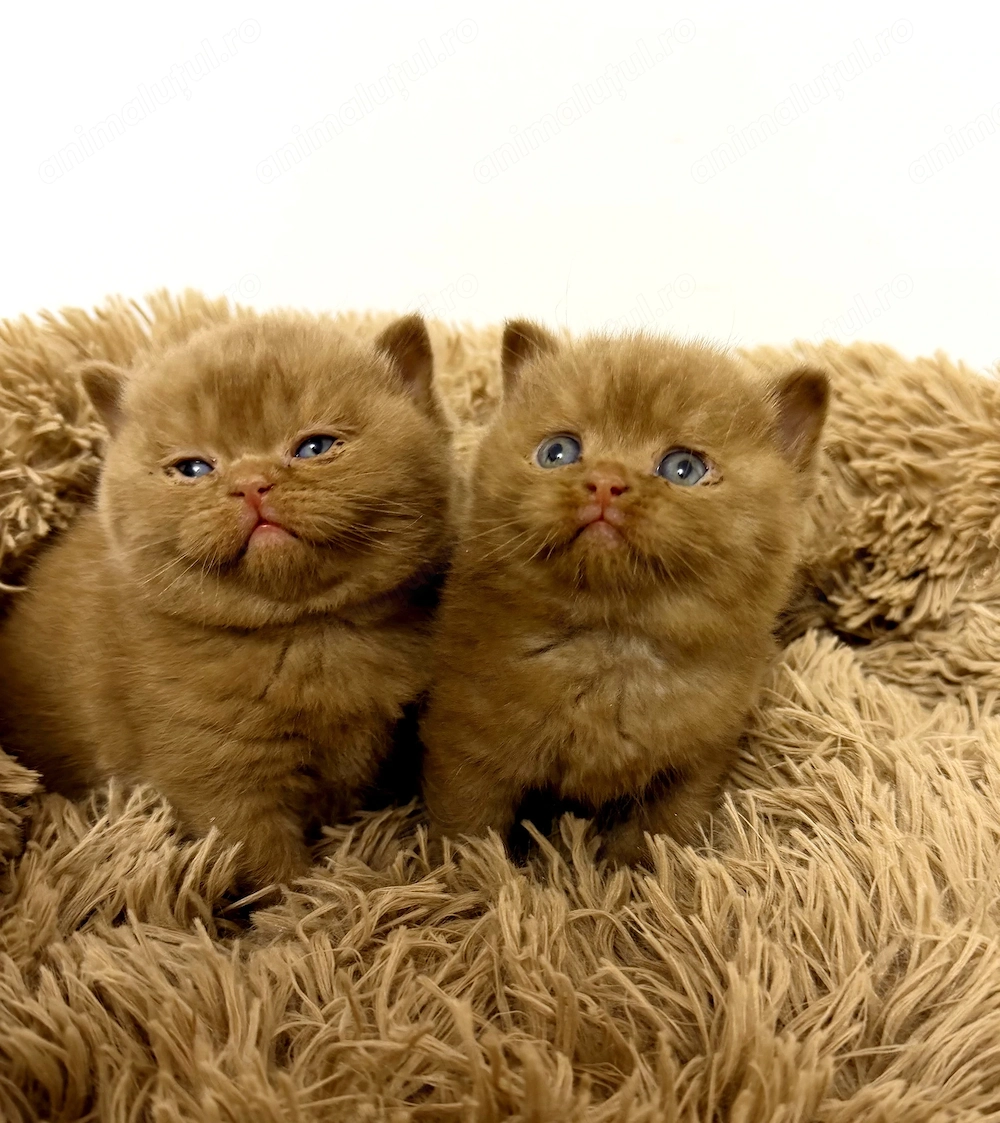 British Shorthair Cinnamon 