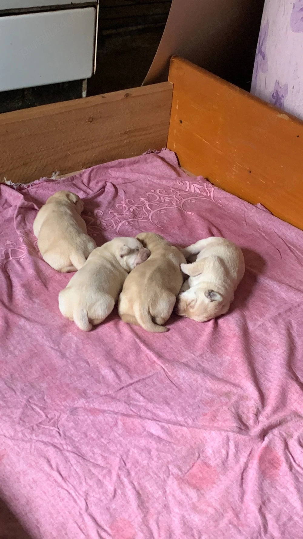 Pui labrador retriever, culoare AURIU 