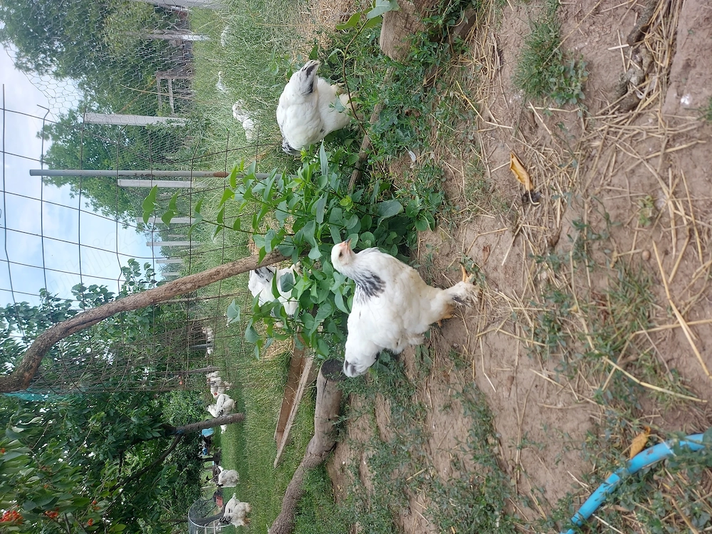 Pui bahma herminat