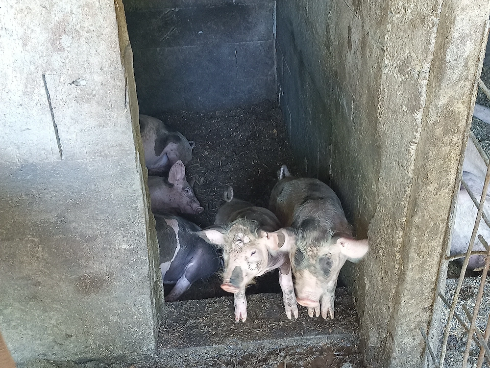 porci de vanzare