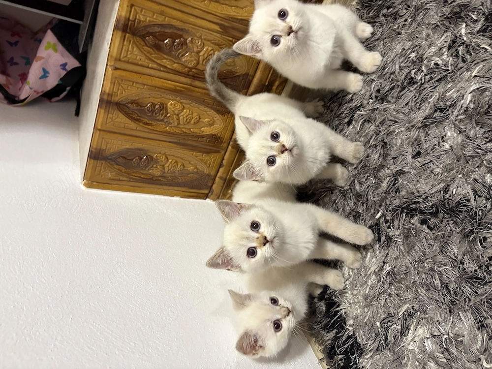 British shorthair