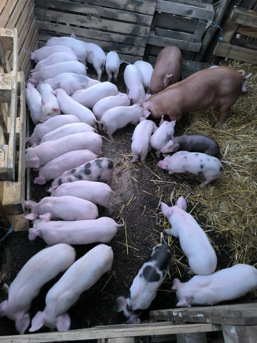 Porci de vânzare 