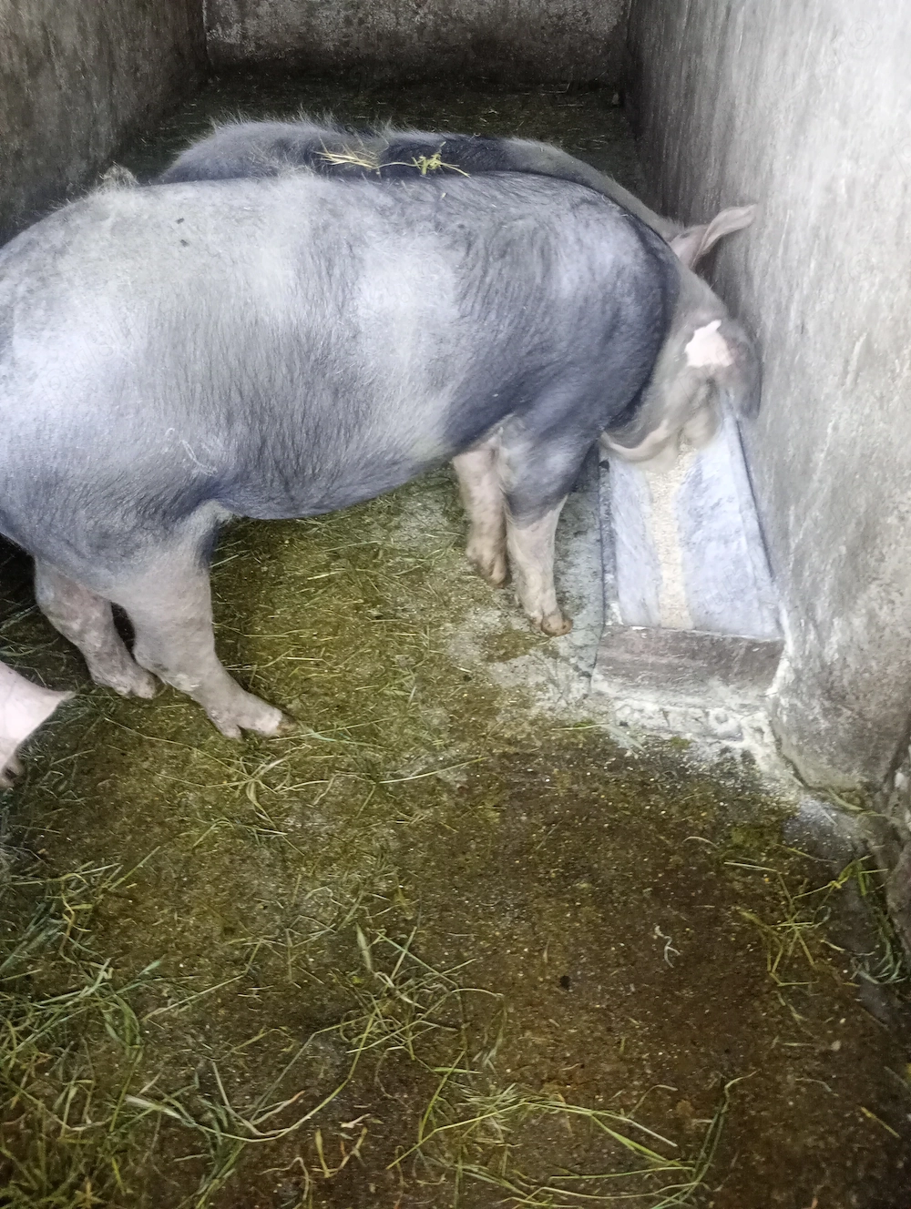 Vânzare grăsuni 