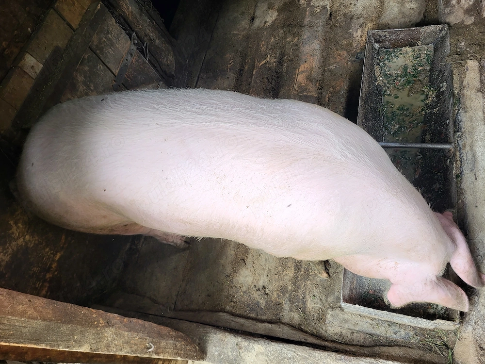 Vand porc crescut in gospodarie