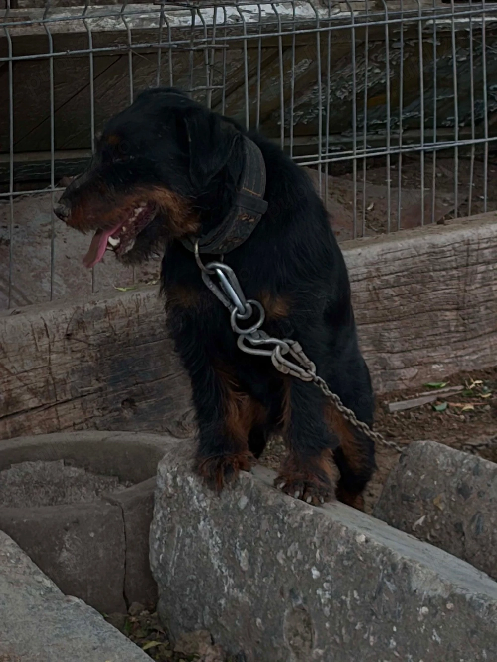 Mascul jagdterrier jagd terrier pedigree fci 