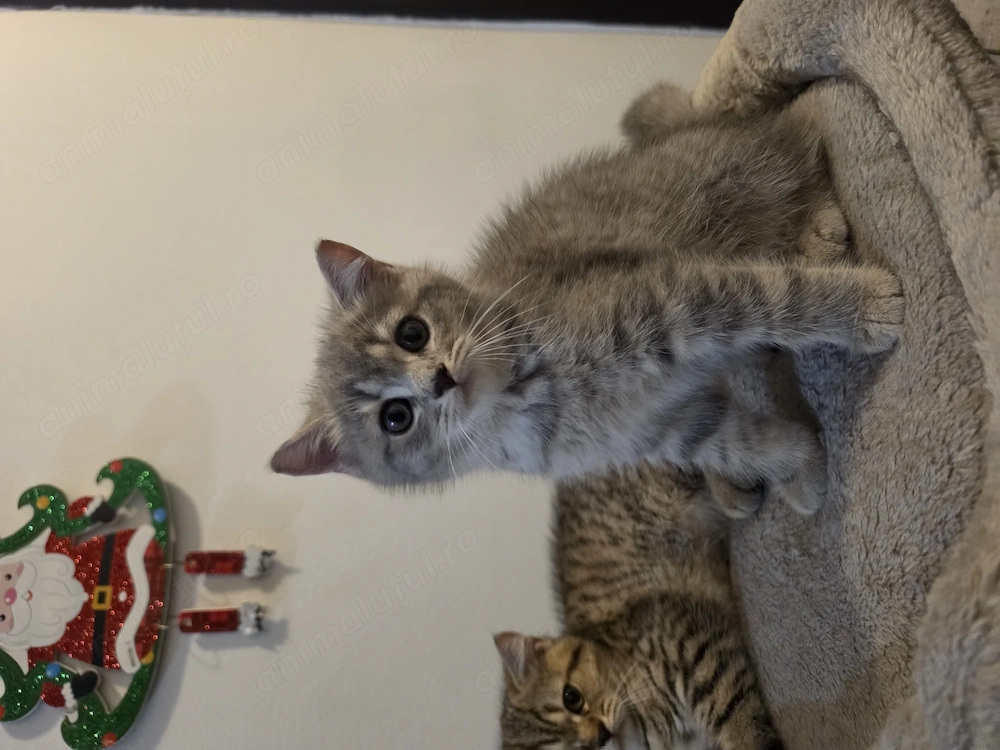 British Shorthair 