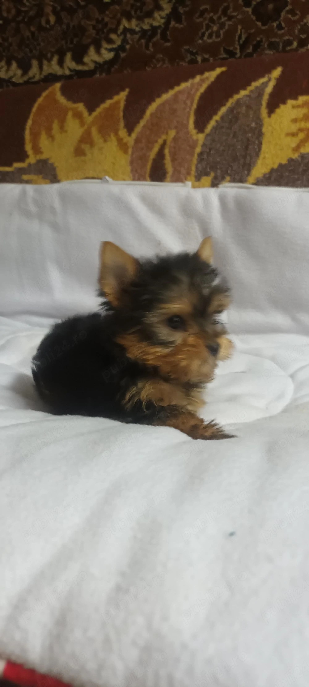 Yorkshire terrier.