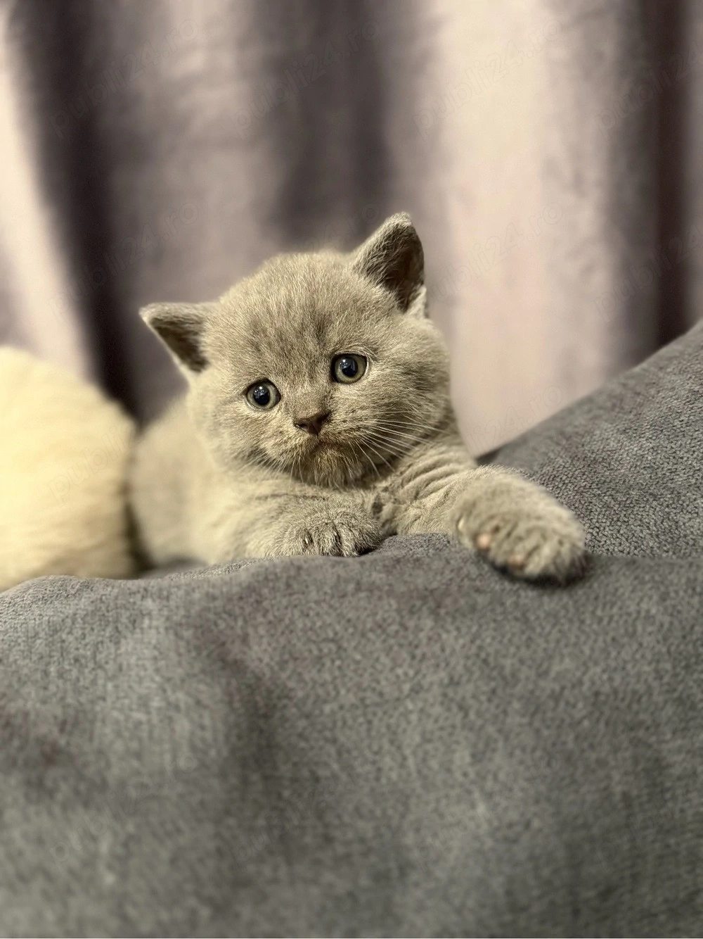 British Shorthair blue 