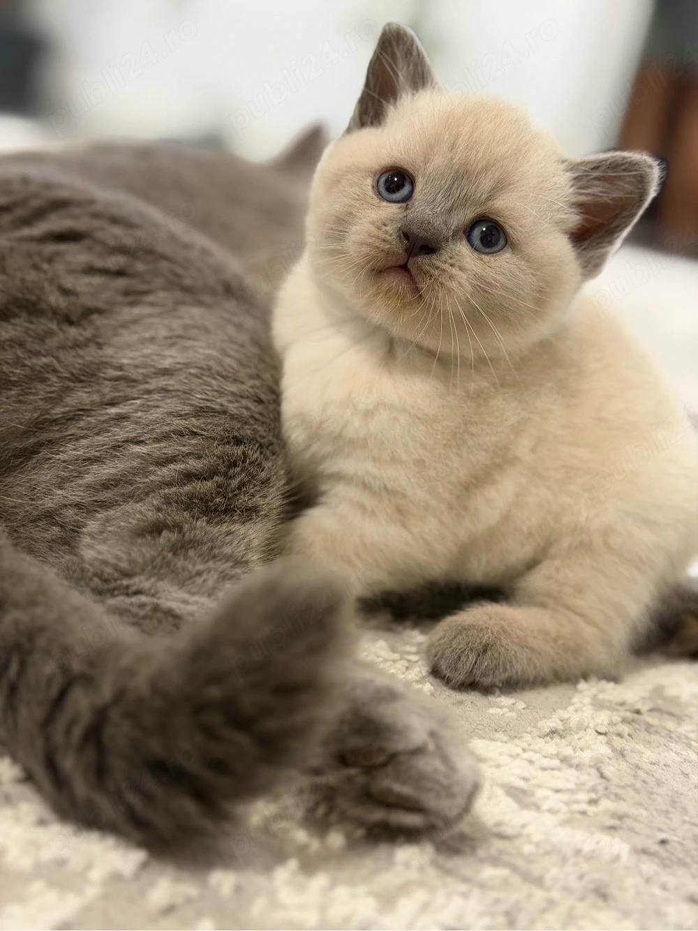 British Shorthair color point