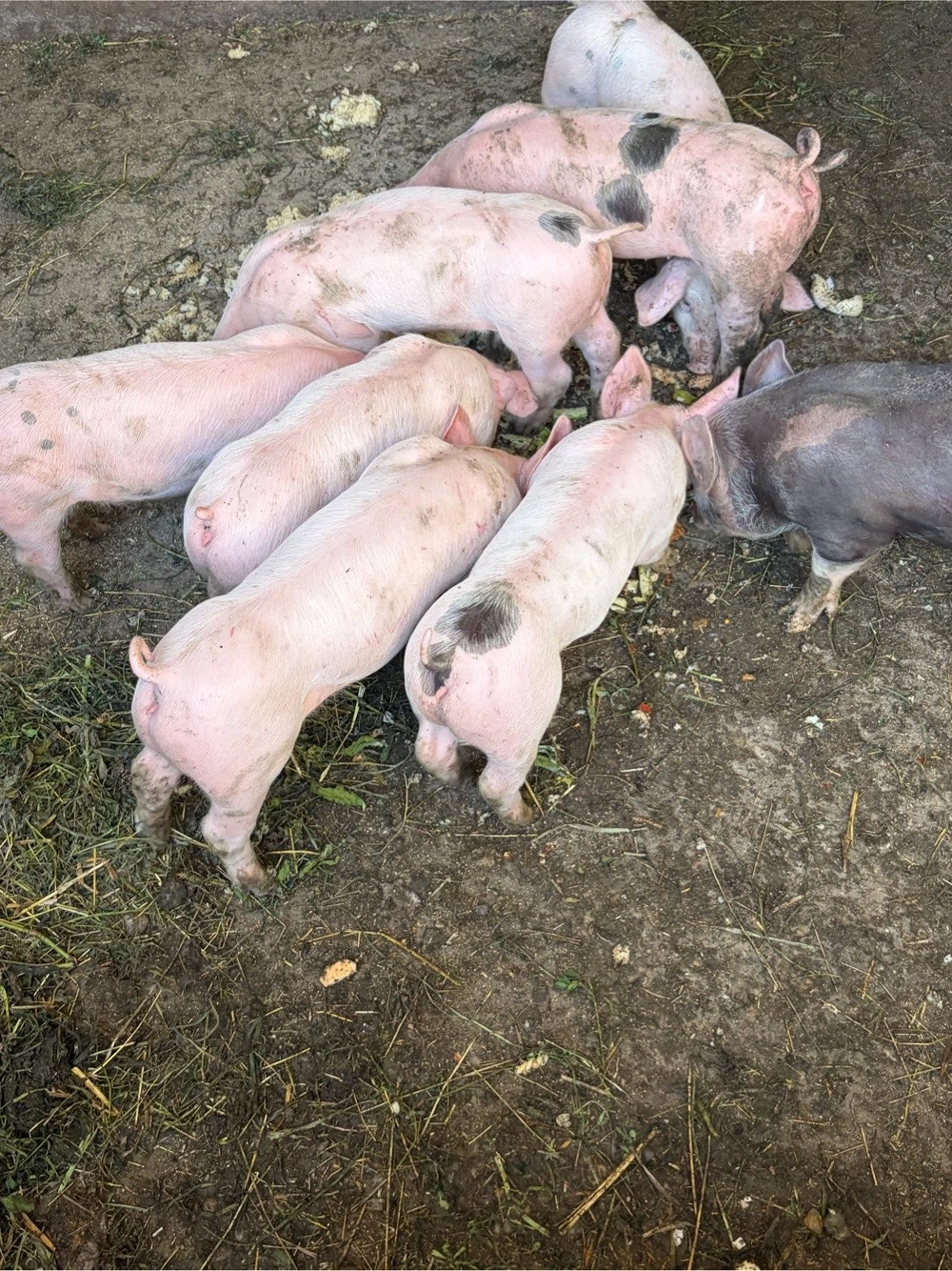 purcei de vanzare 