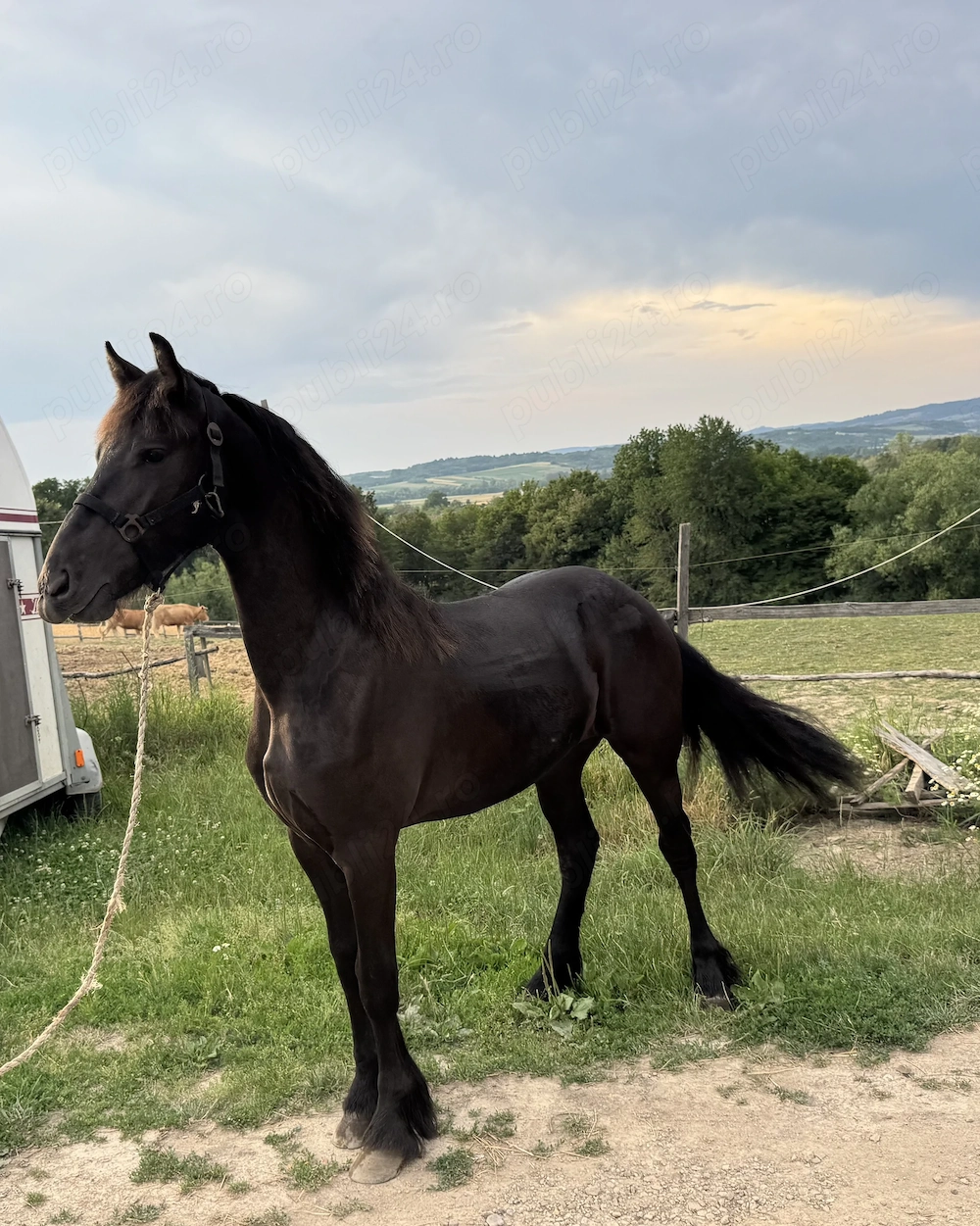 Vand manz Friesian-Frizian