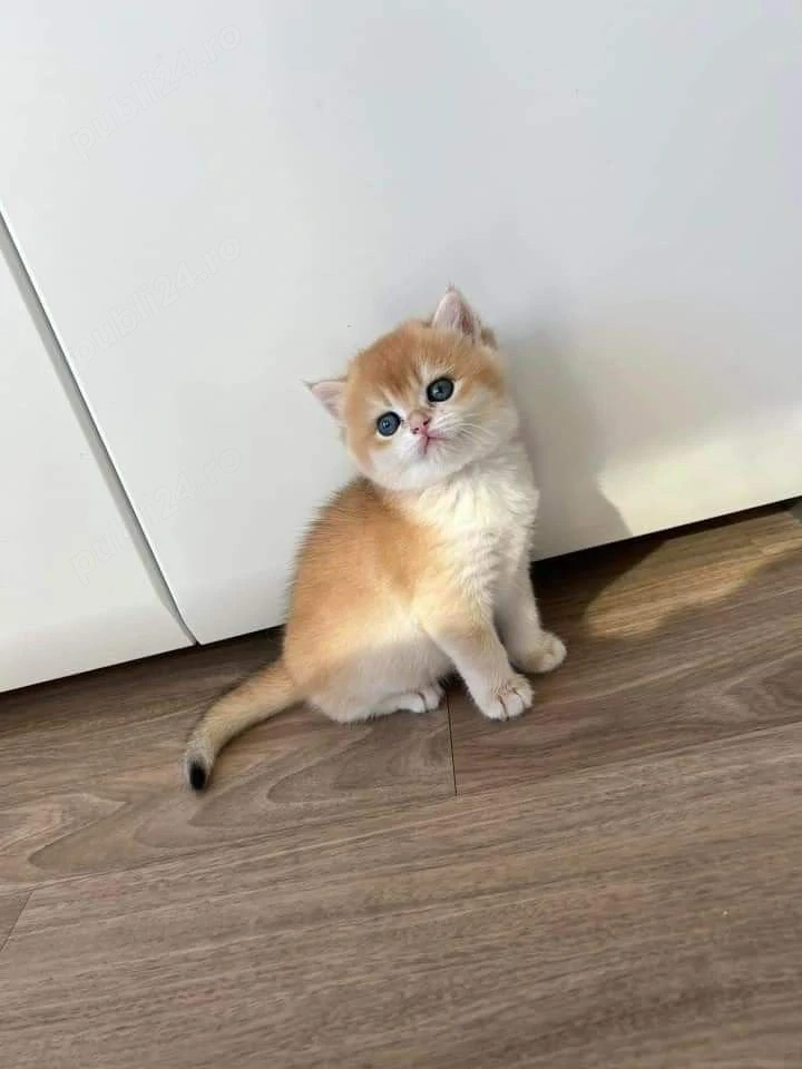 British Shorthair Chinchilla Golden  