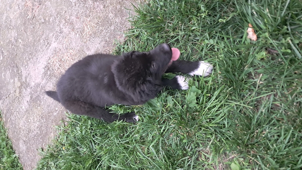 Donez catelus ciobanesc corb