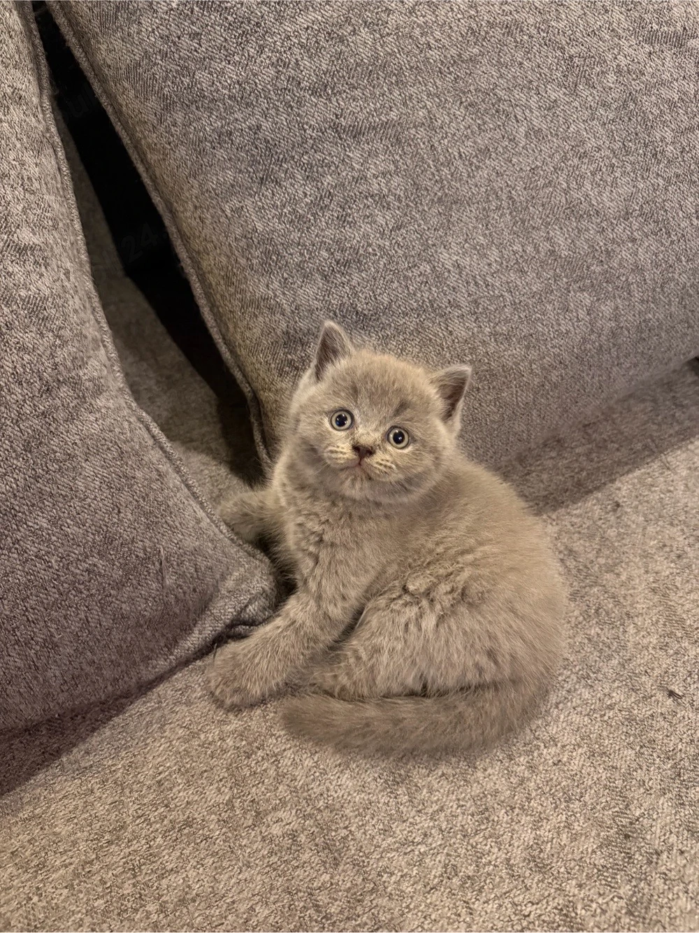 Baiat British Shorthair 