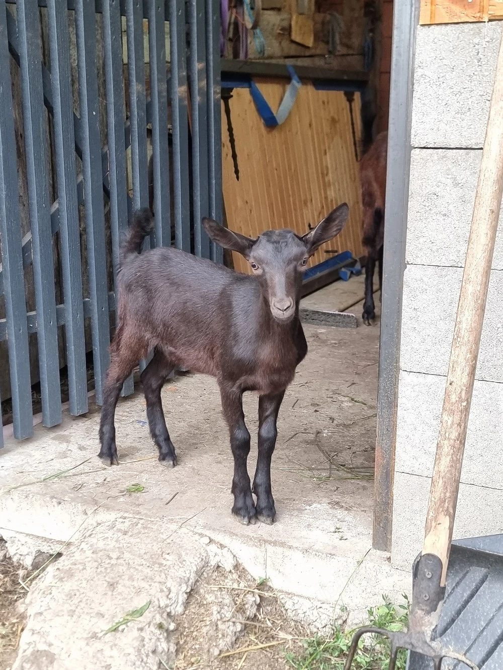 Vand ieduțe Murciano Grandiana!!