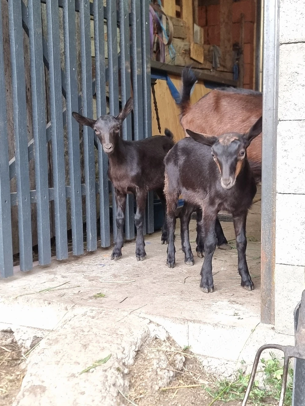 Vand ieduțe Murciano Grandiana!!