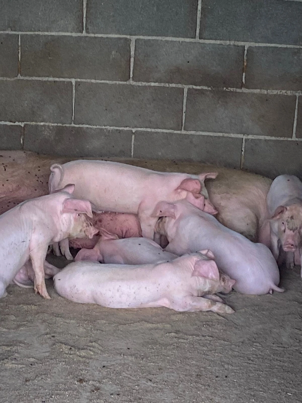 Vând purcei landrace 