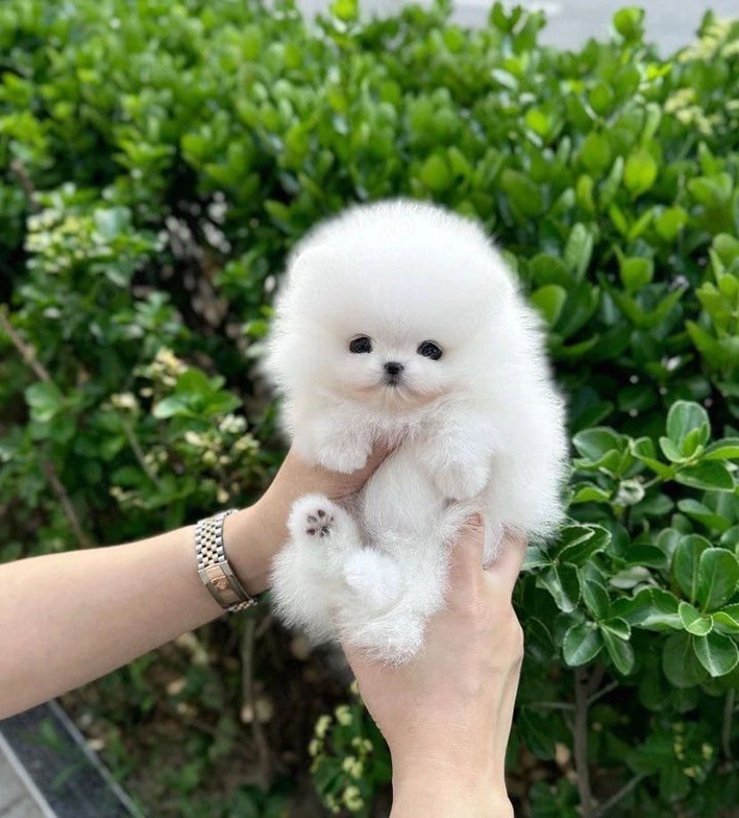 Pomeranian Boo Mini Toy 