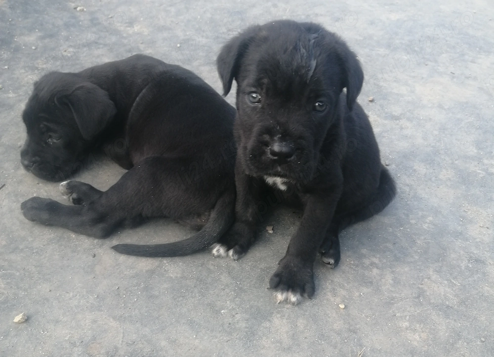 Căței canne corso disponibili