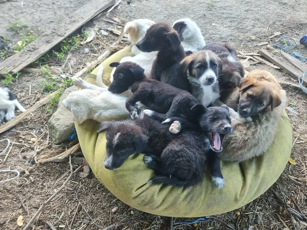 Căței metis adorabili își caută un nou cămin