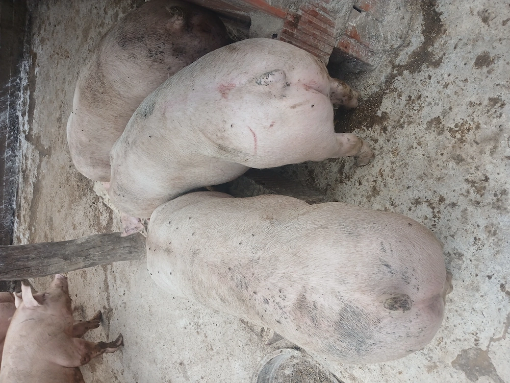 Porci crescuti natural 100 130 kg