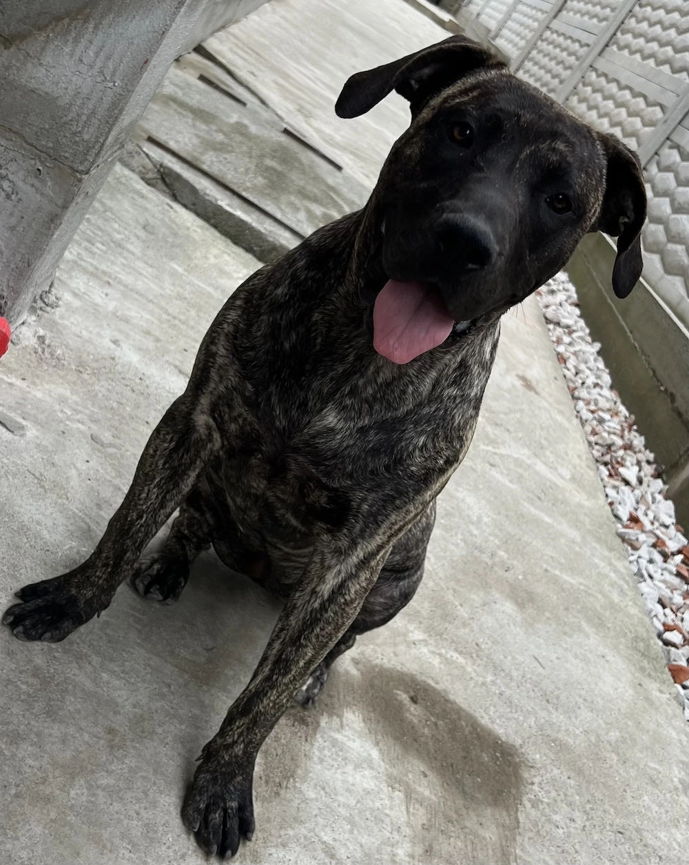 Presa canario femelă 