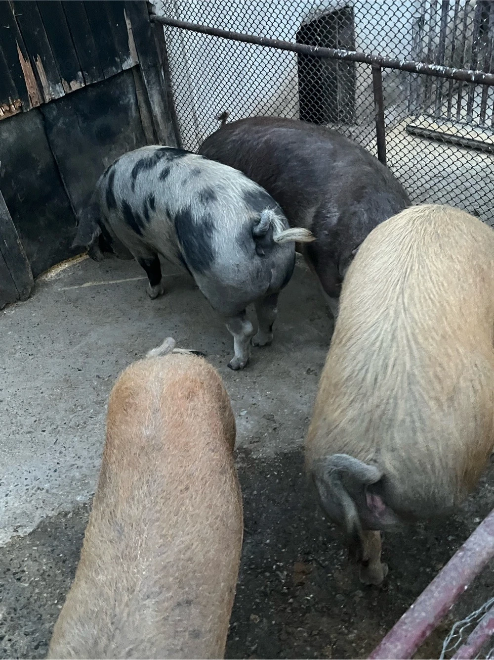 porci de vanzare