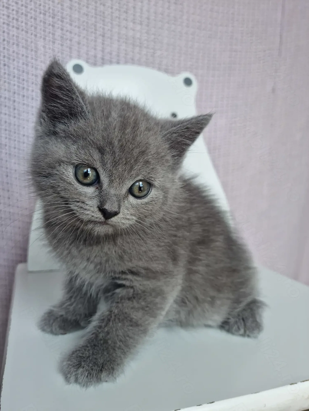 Pui British Shorthair