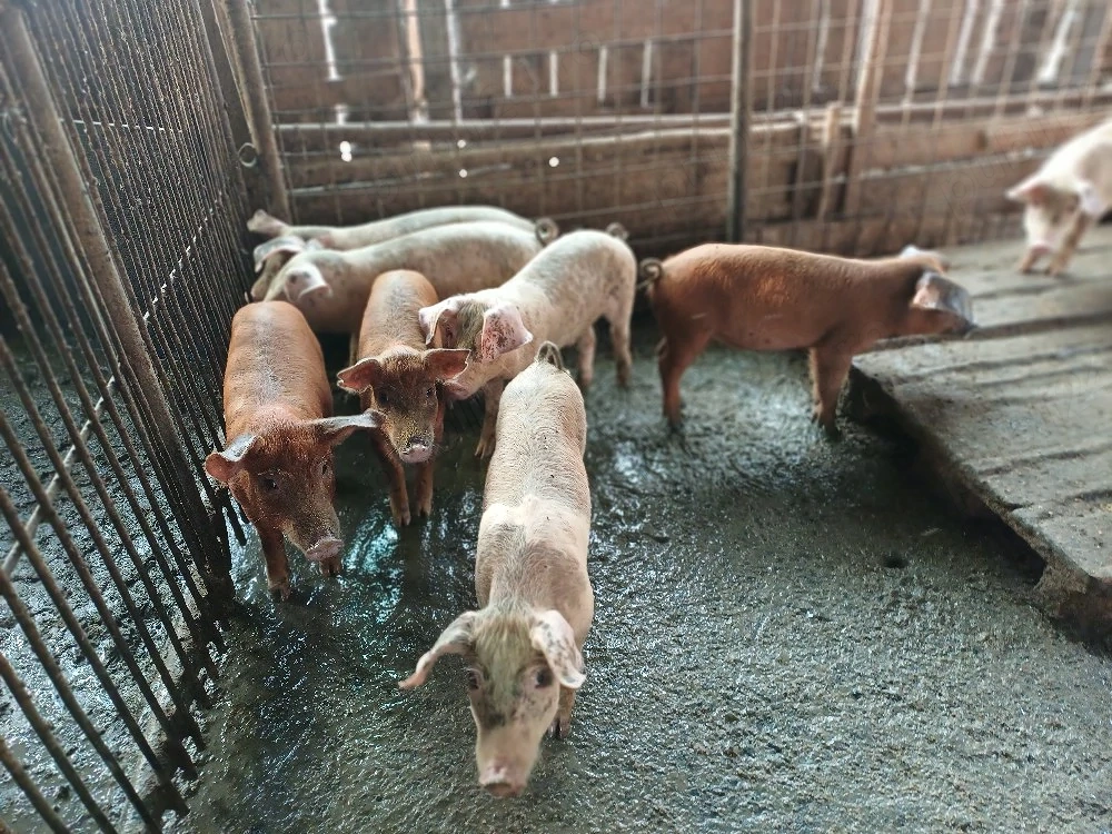 vind 7 grăsuni 3 luni 