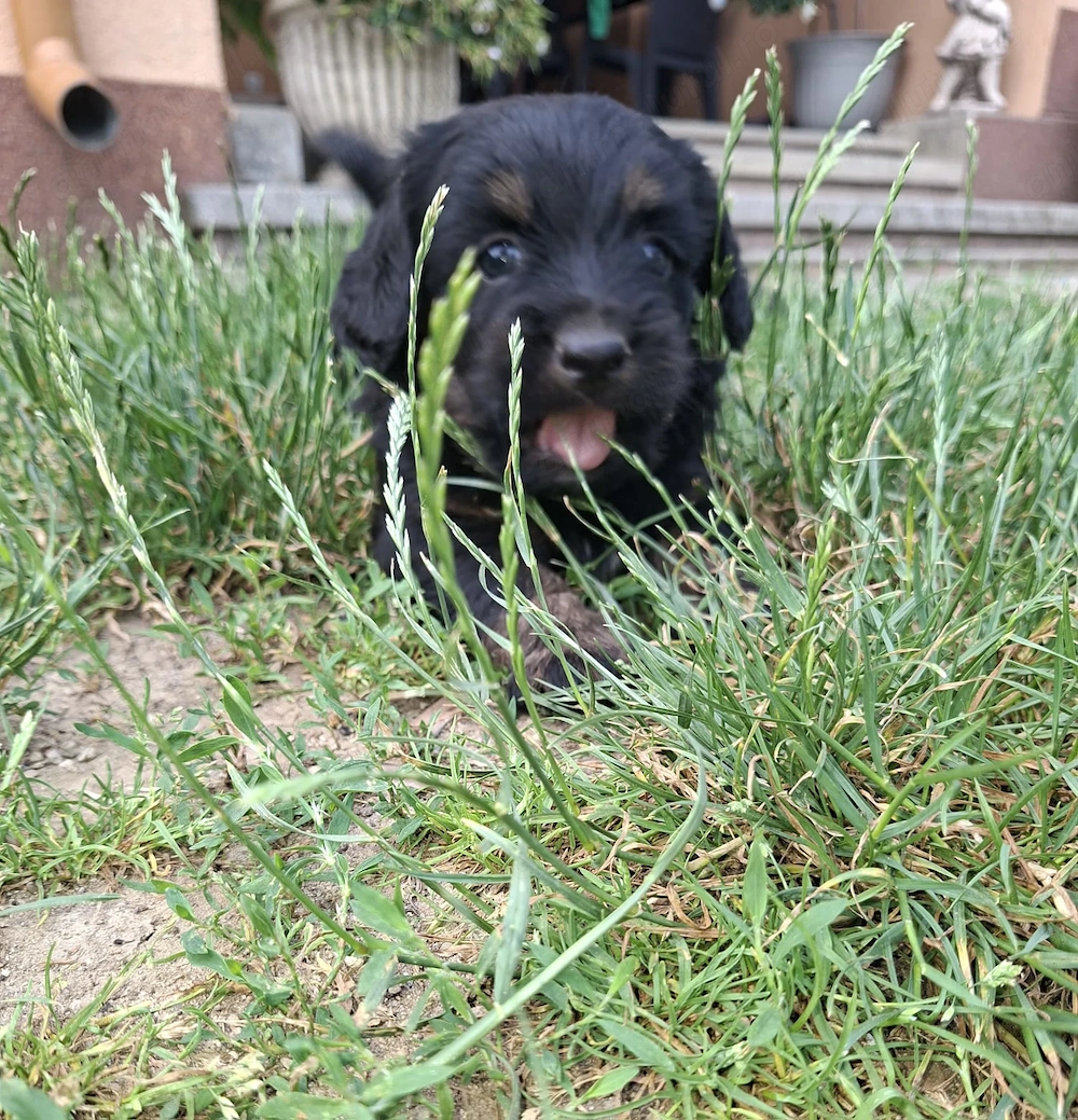 De vânzare Pui Teckel (Dachshund) adorabili, 30 de zile