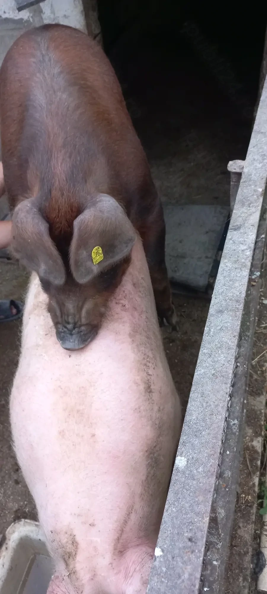 Vând Vier Rasa Duroc 110  120kg bun de monta Tel o733345270