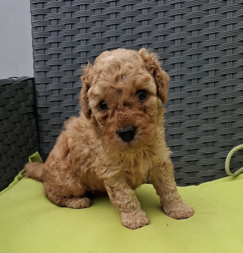 poodle mini mascul  pudel