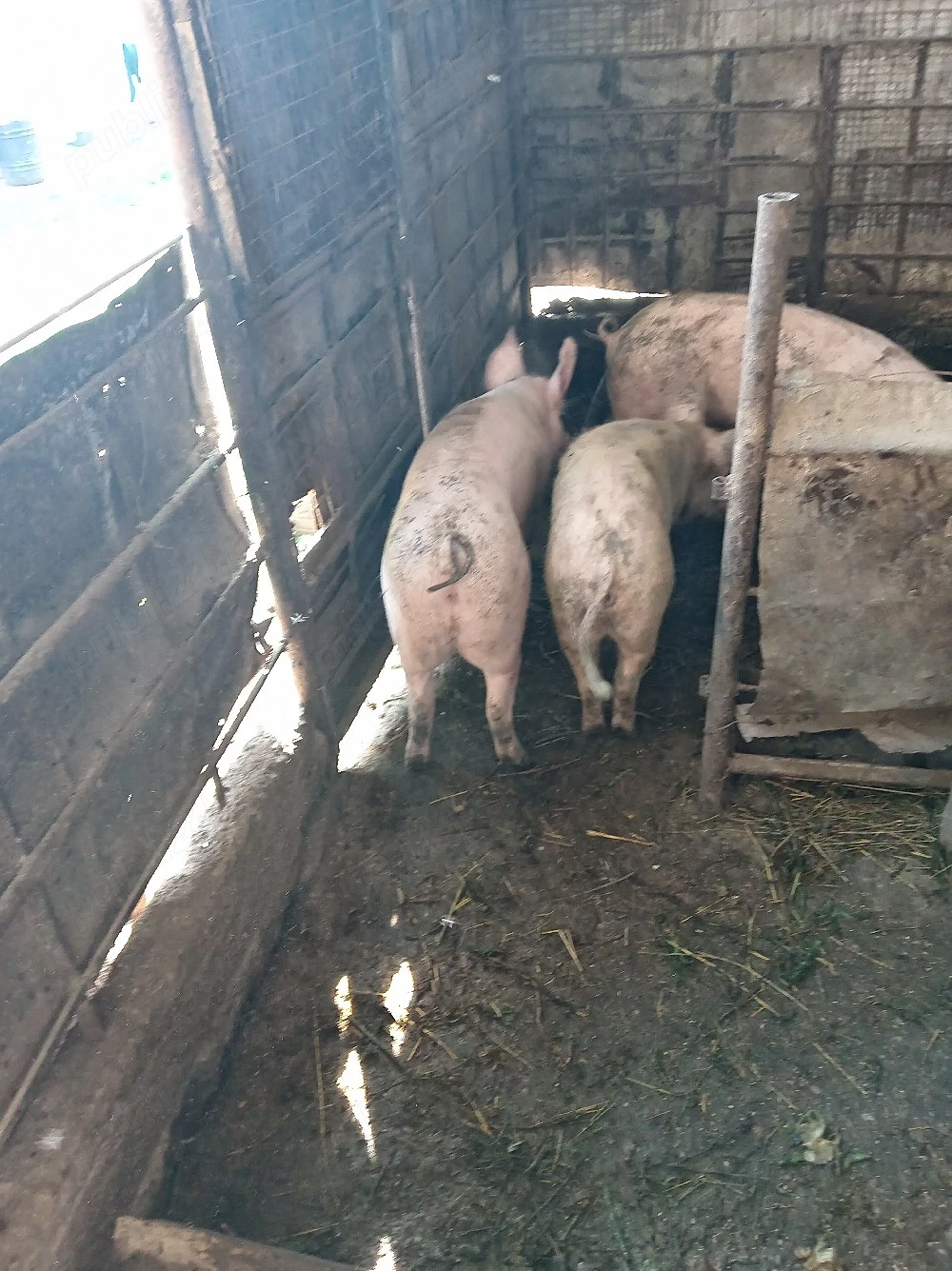 Porci de vânzare 