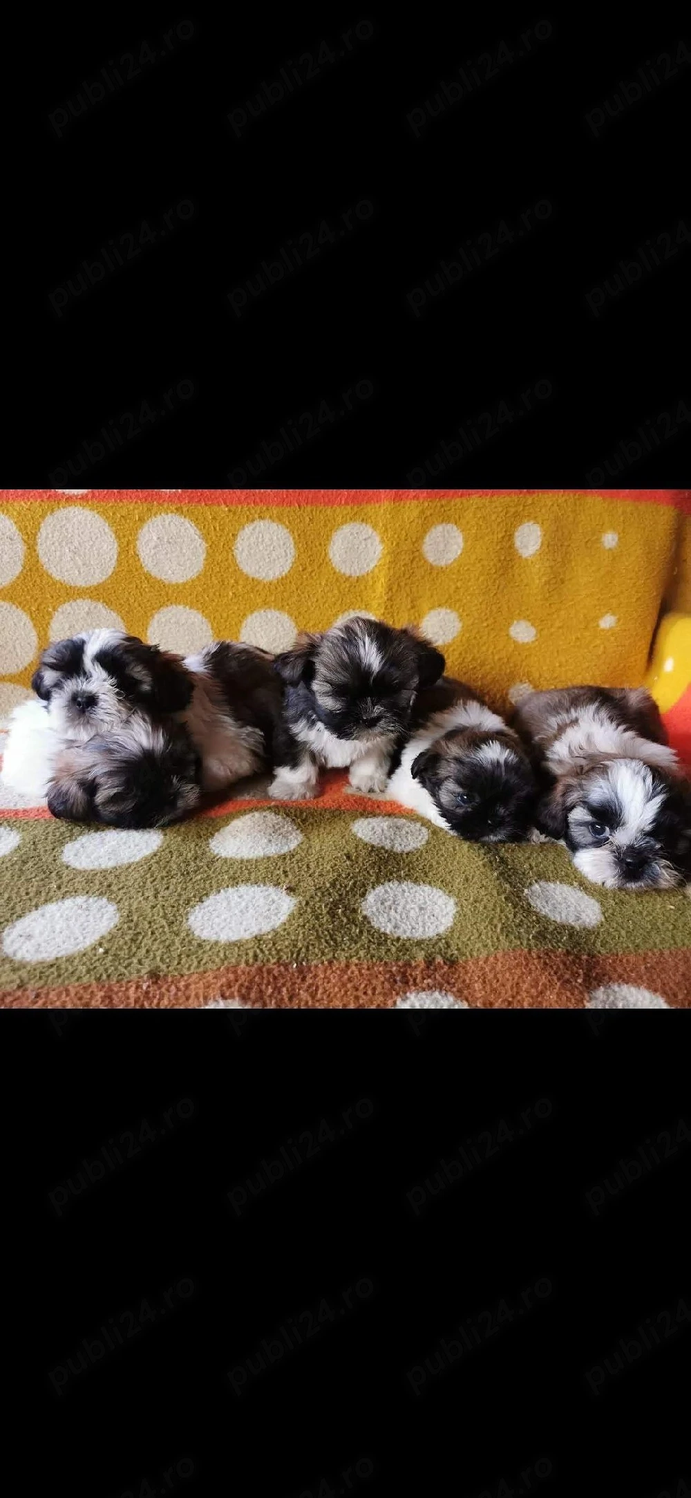 Shihtzu     