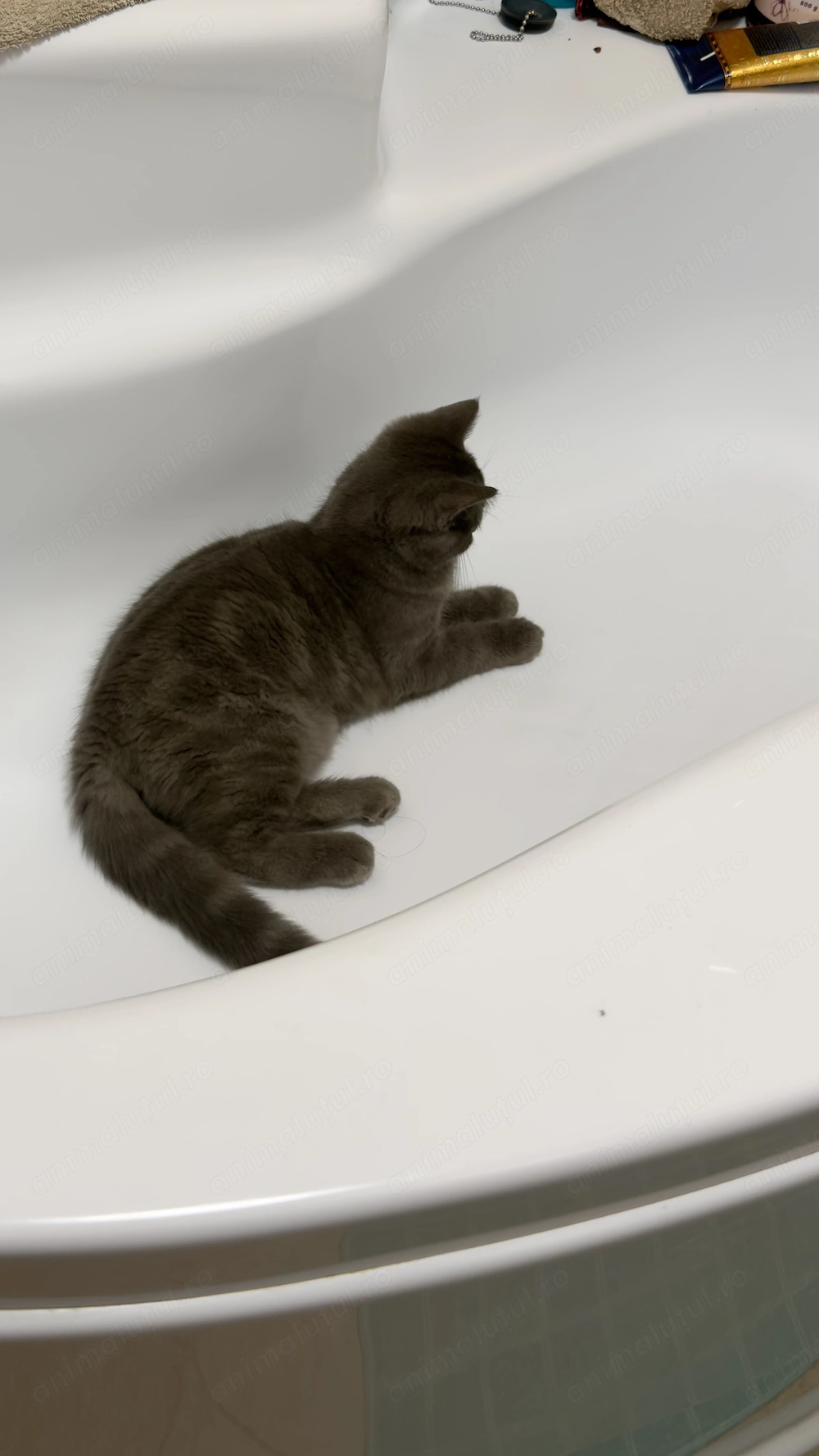 Pui British Shorthair adorabilă, jucăușă și pufoasa