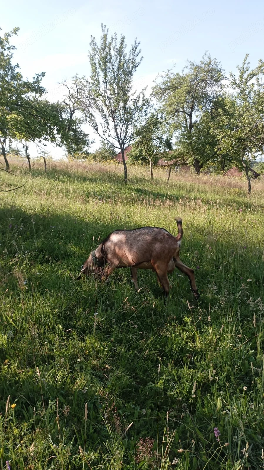 Țapi si tapisori 
