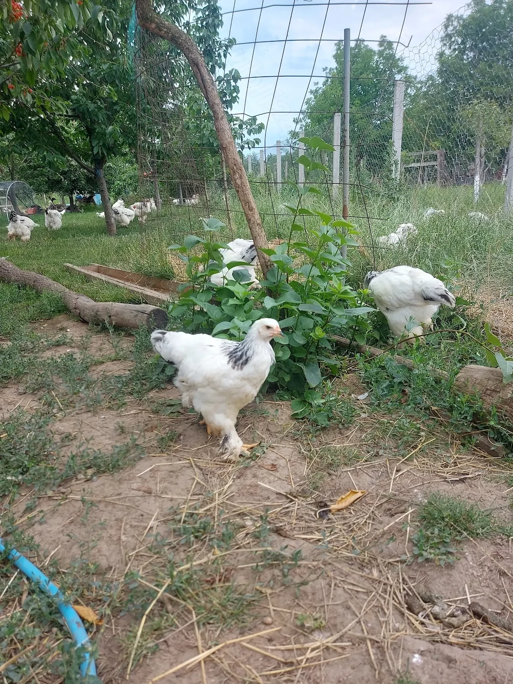 Pui bahma herminat