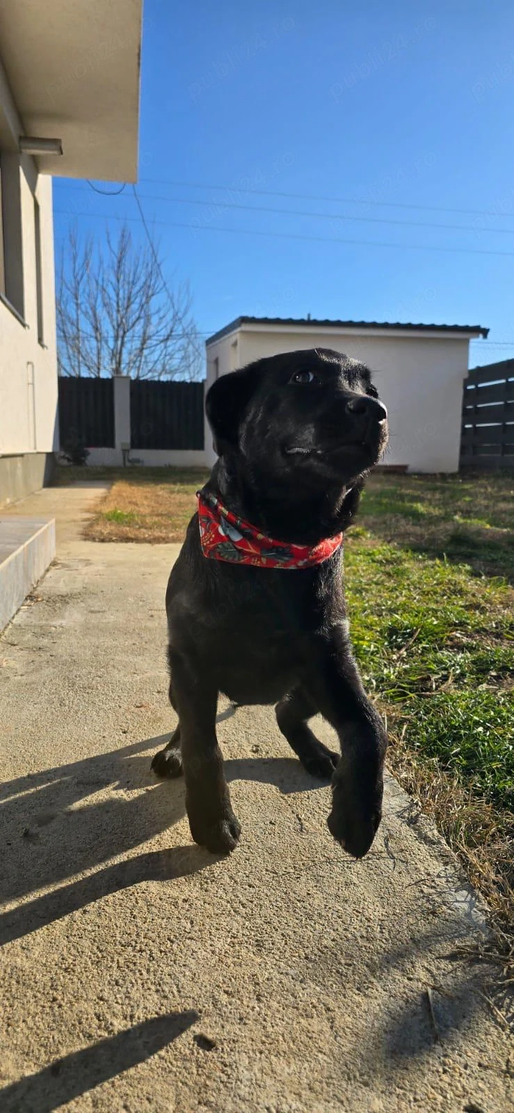Femelă Labrador Retriever cu Pedigree A (1 an și 9 luni) + Țarc Cadou