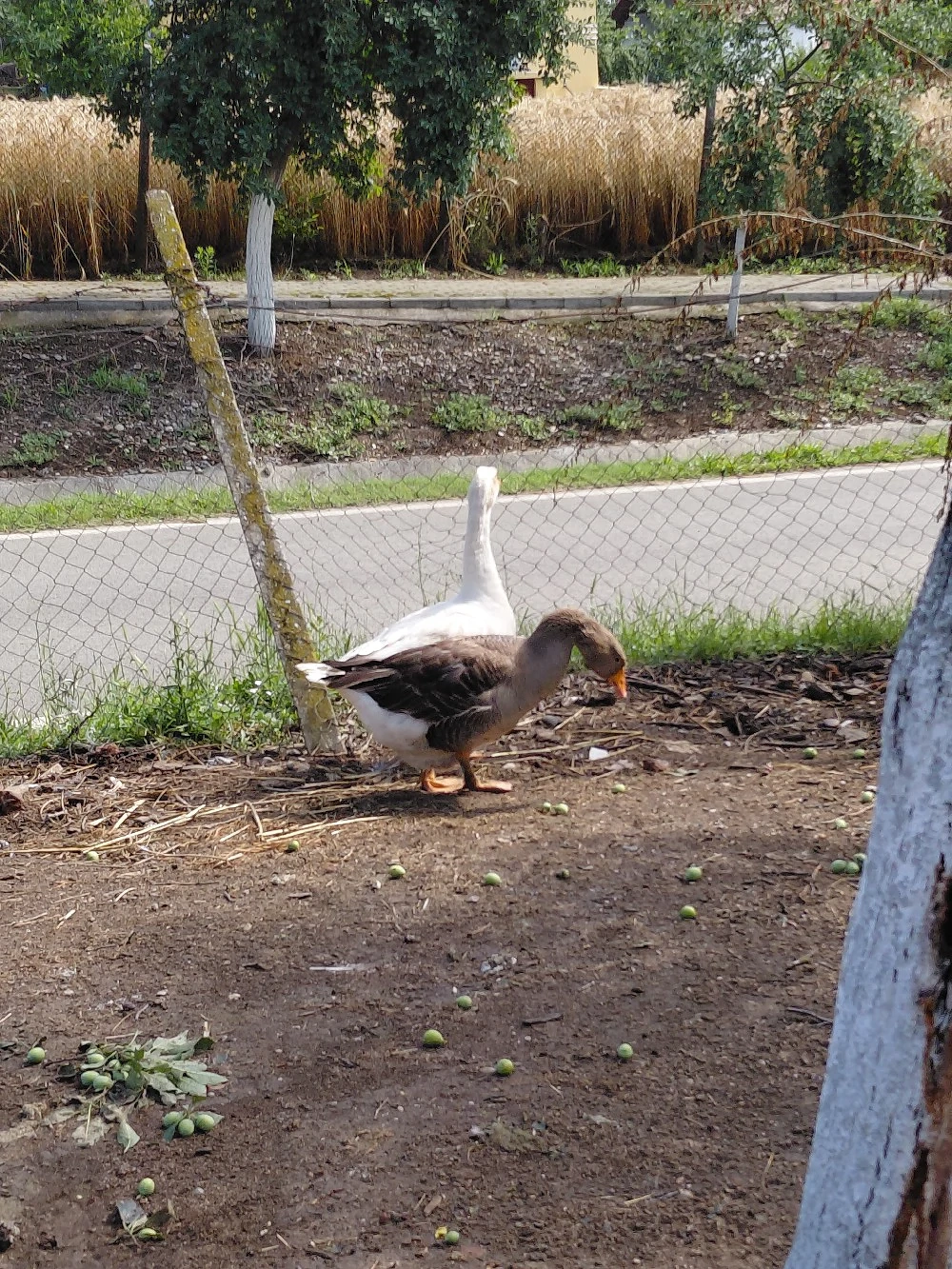 Gâște de vânzare 