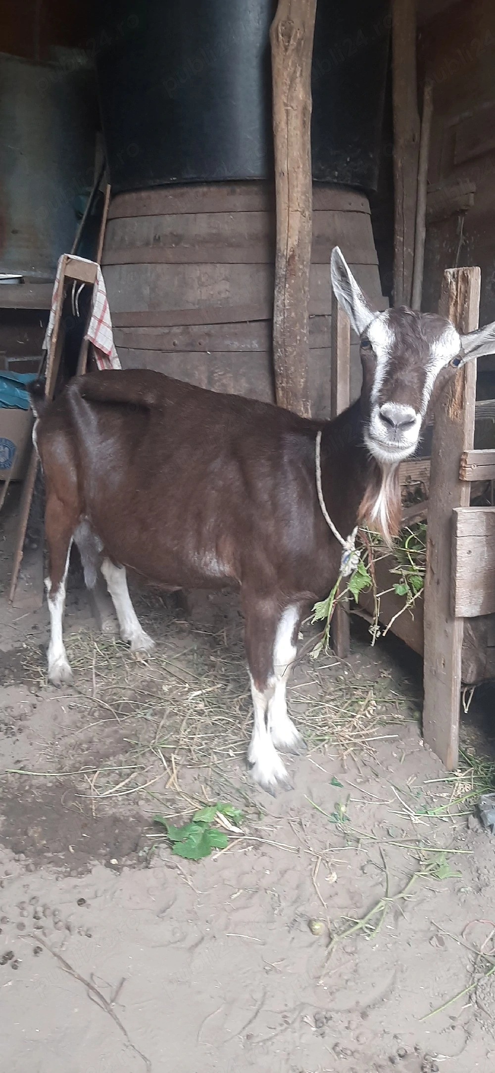 Capra Alpina Franceza Toggenburg