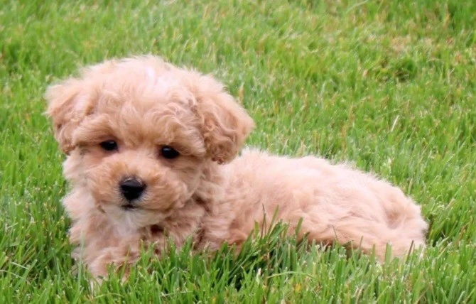Maltipoo fetiță 