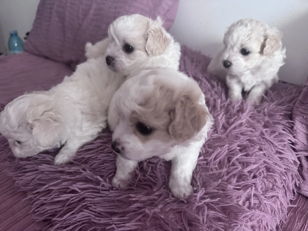 Bichon mini toi 