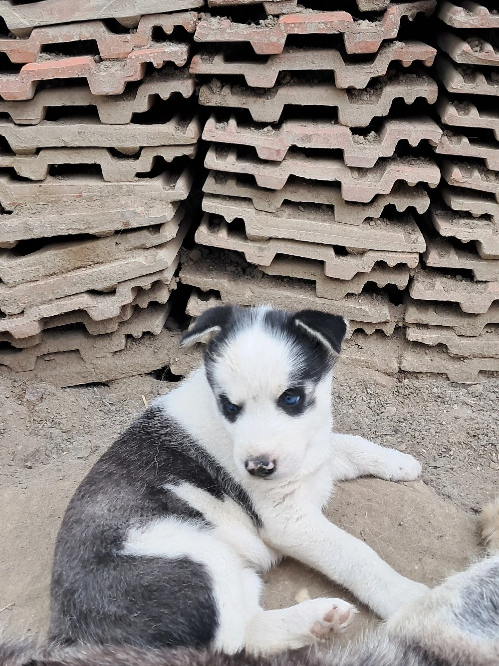 catelusa husky 