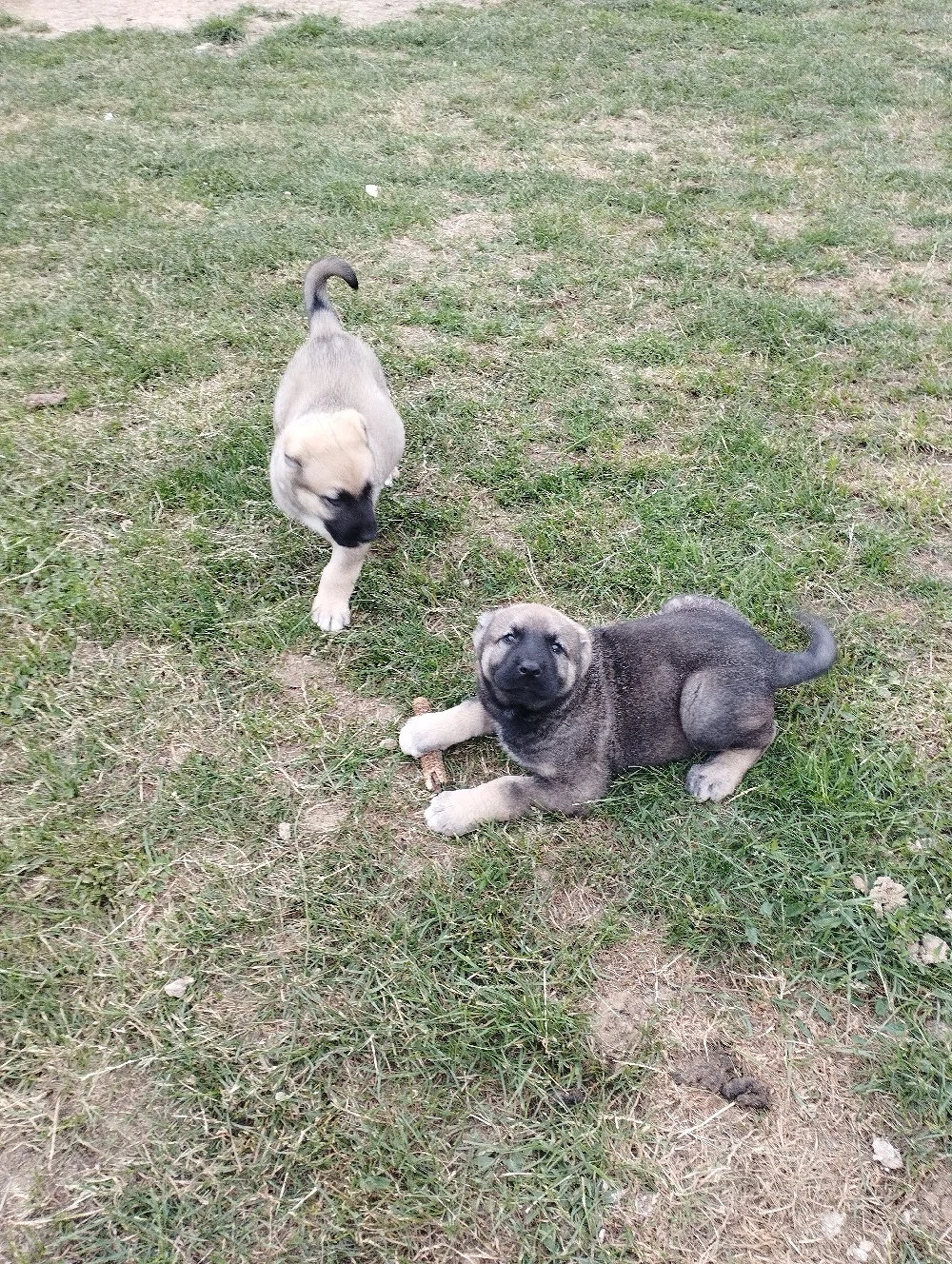Vând caței kangal 