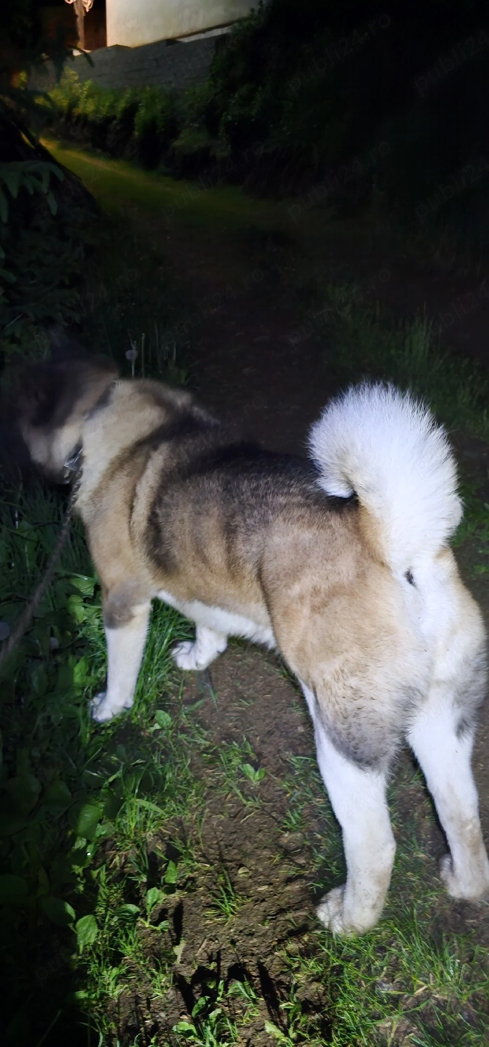 Donez Amerikan Akita  pereche