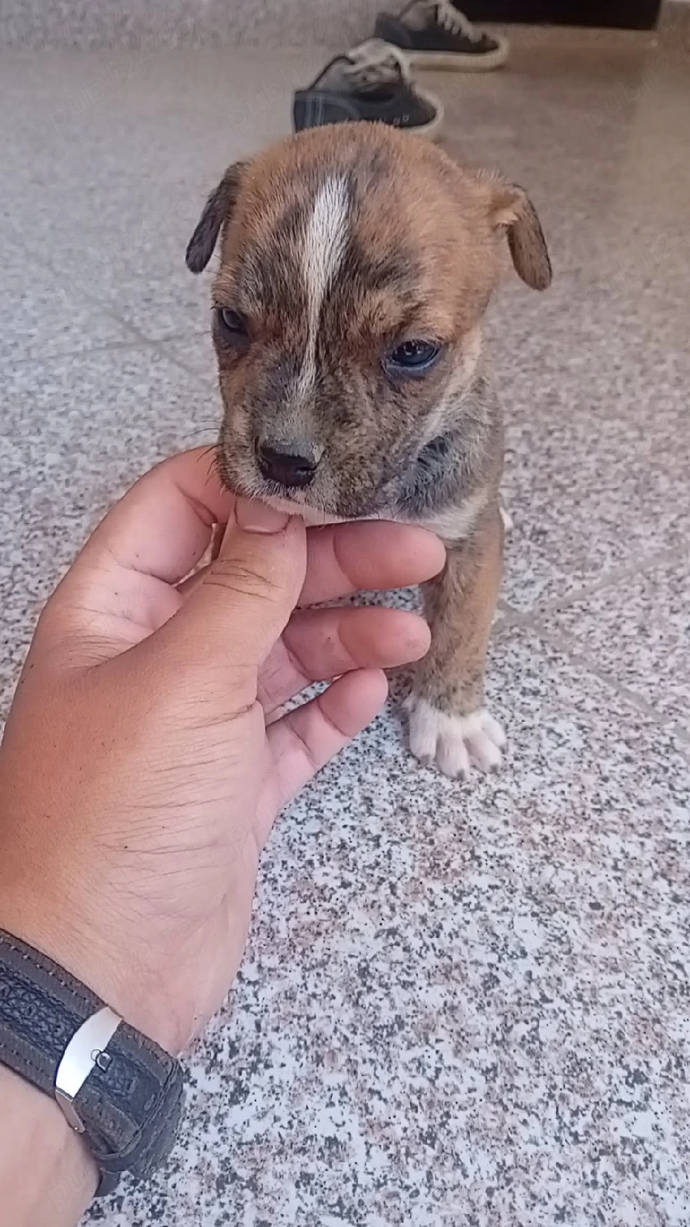 Vând căței amstaff 