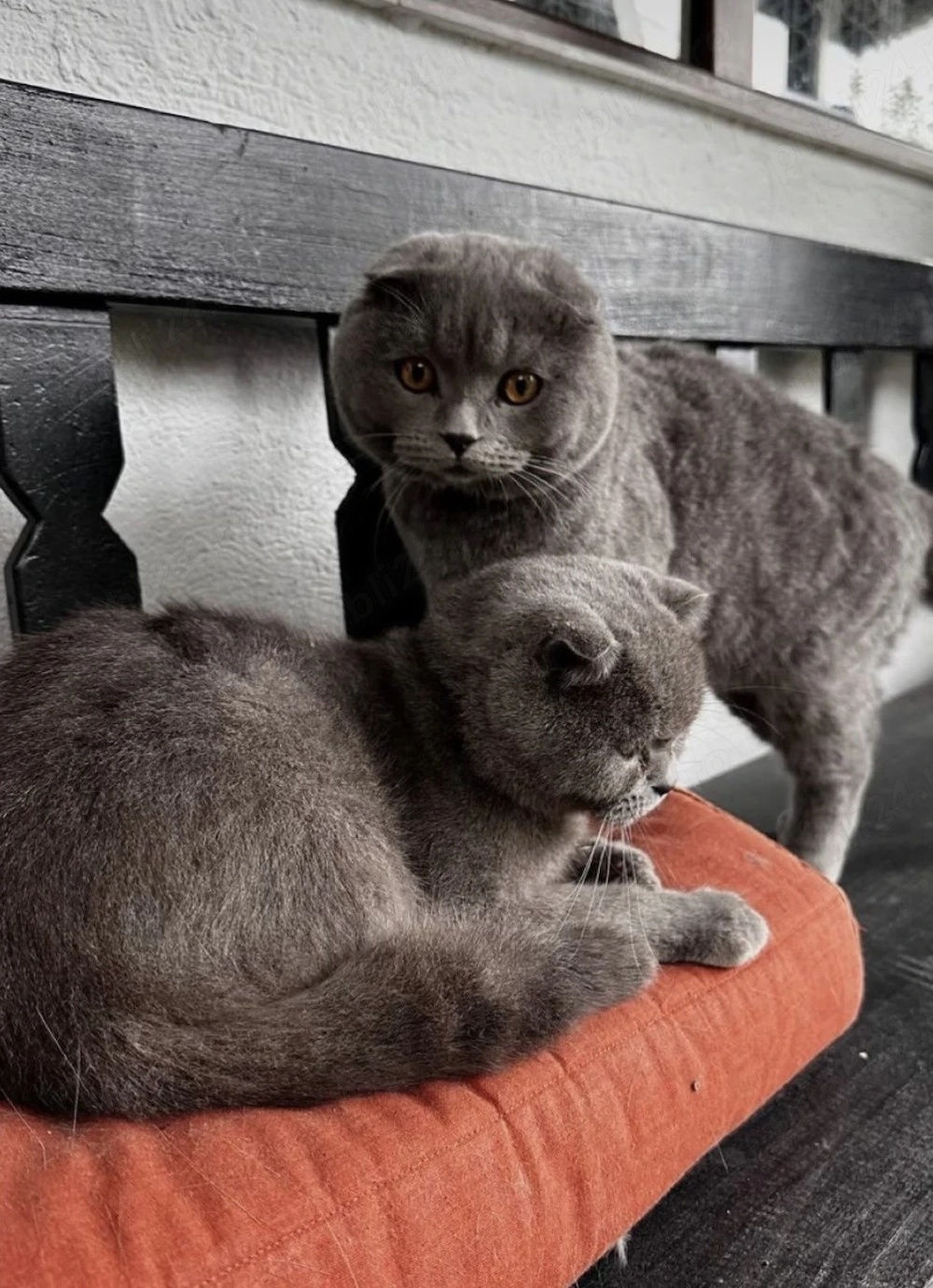 Se donează o pereche matură de pisici scottish fold