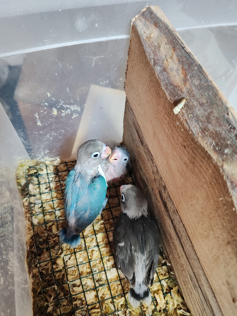 Agapornis blânzi disponibili 