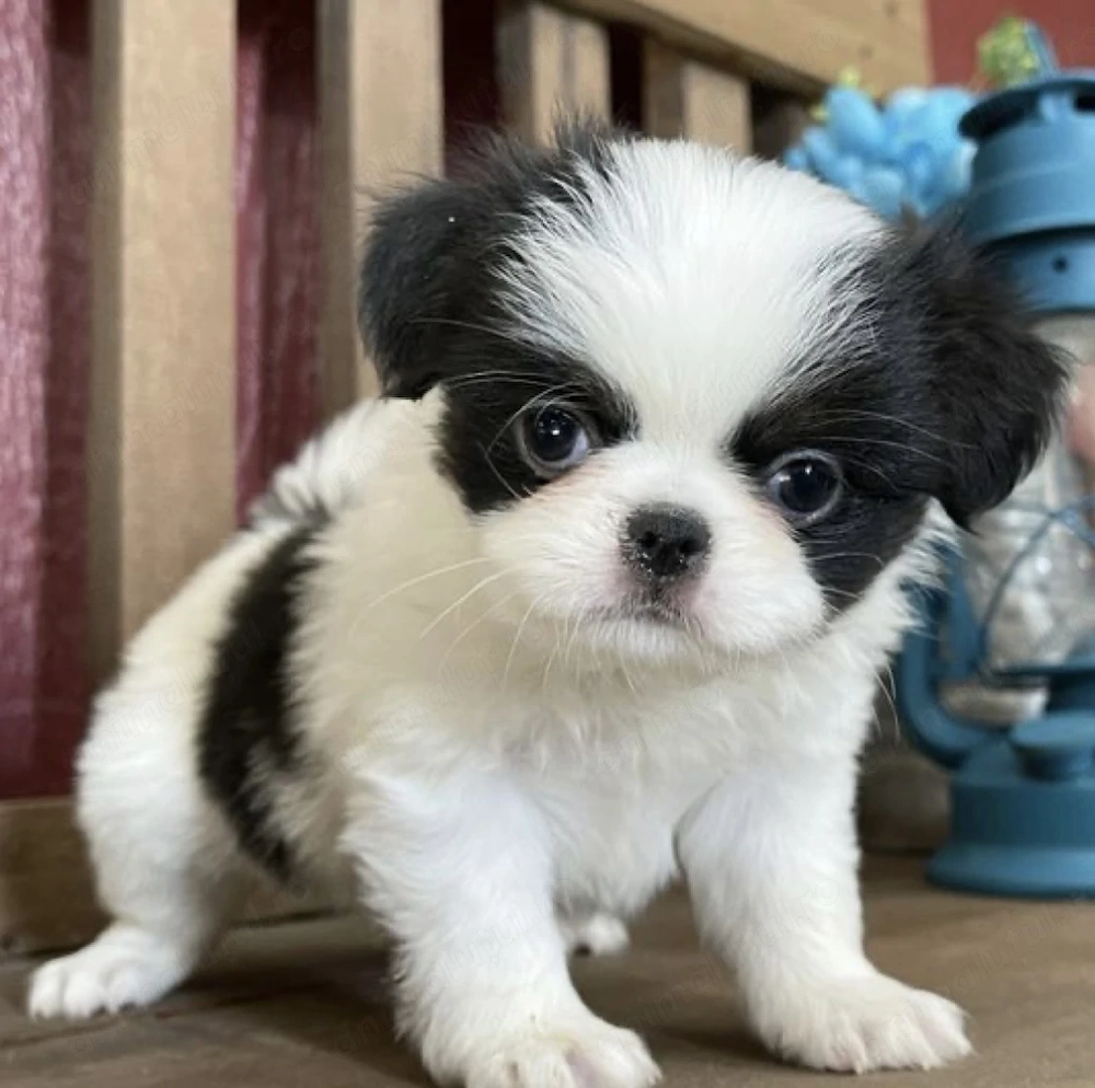 Bichon havanez superbi