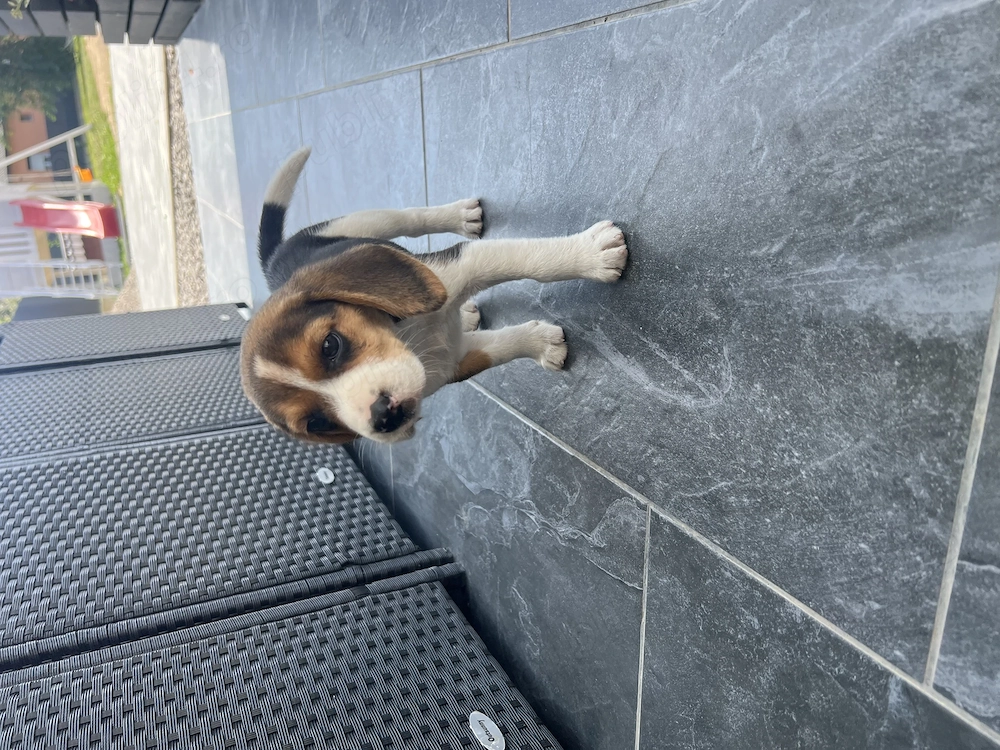 Femela Beagle tricolor 